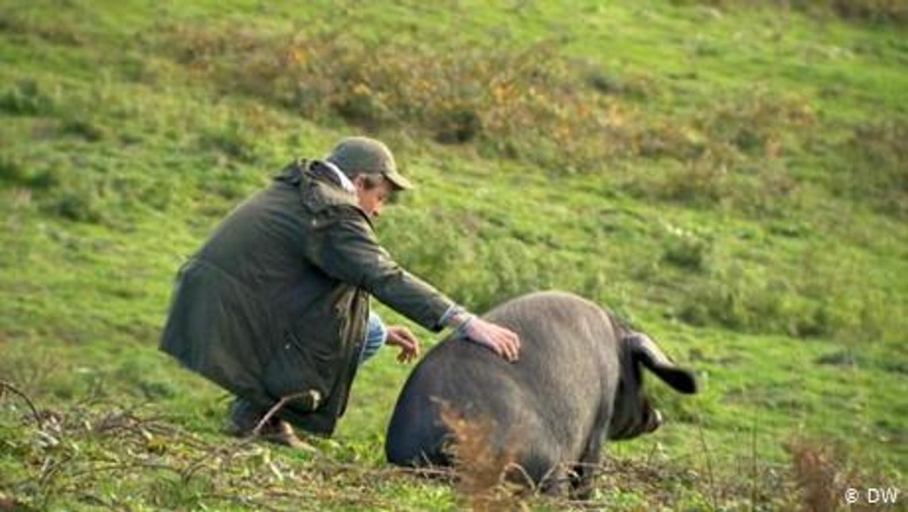 Großbritannien: Naturwald statt englischer Rasen