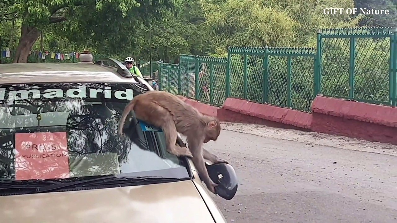 Hungry monkey destroy a car due to lockdown period -- Lockdown effect of monkeys_Full-HD