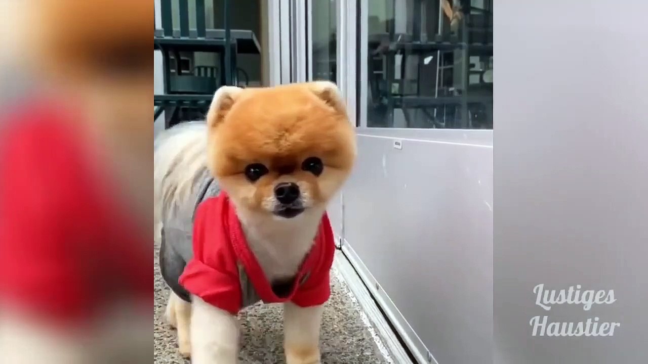 OMG_So_Cute_♡_Best_Funny_Cats_and_Dogs_Compilation