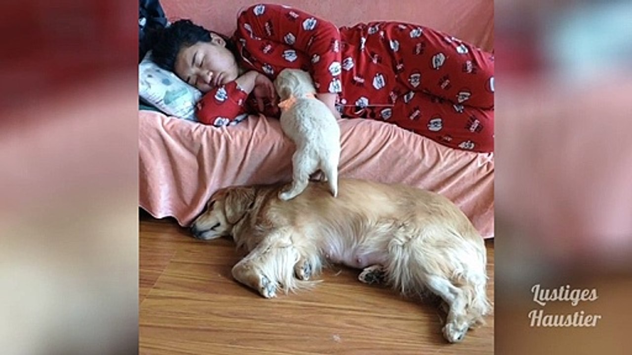 OMG_So_Cute_♡_Best_Funny_Cats_and_Dogs_Compilation