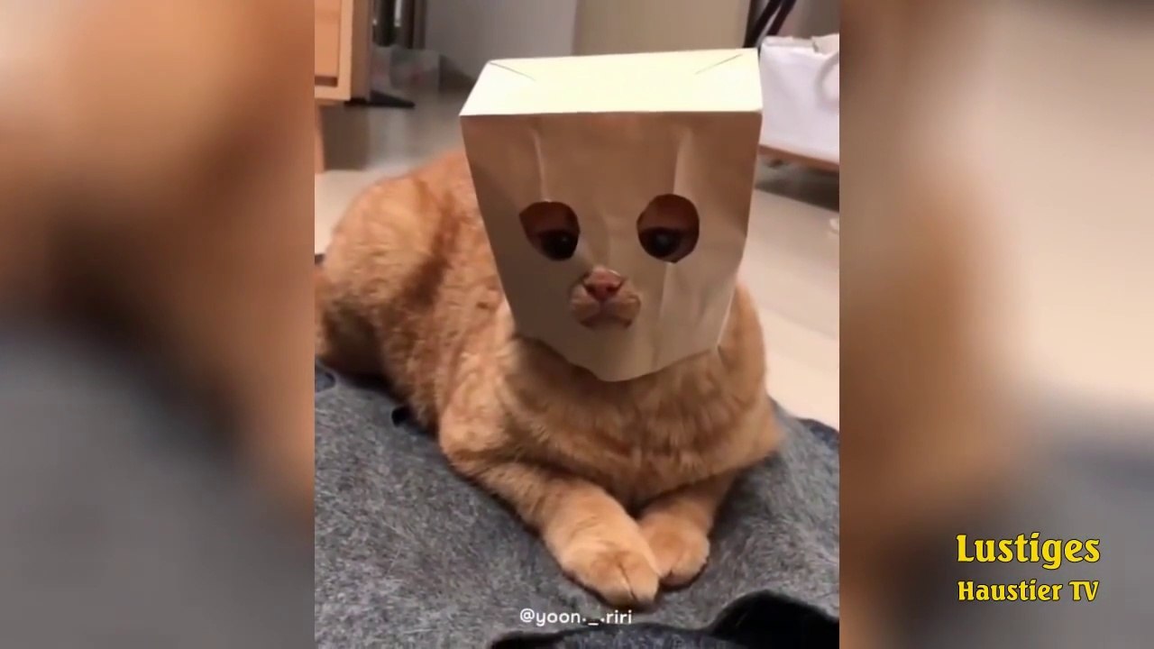 OMG_So_Cute_♡_Best_Funny_Cats_and_Dogs_Compilation