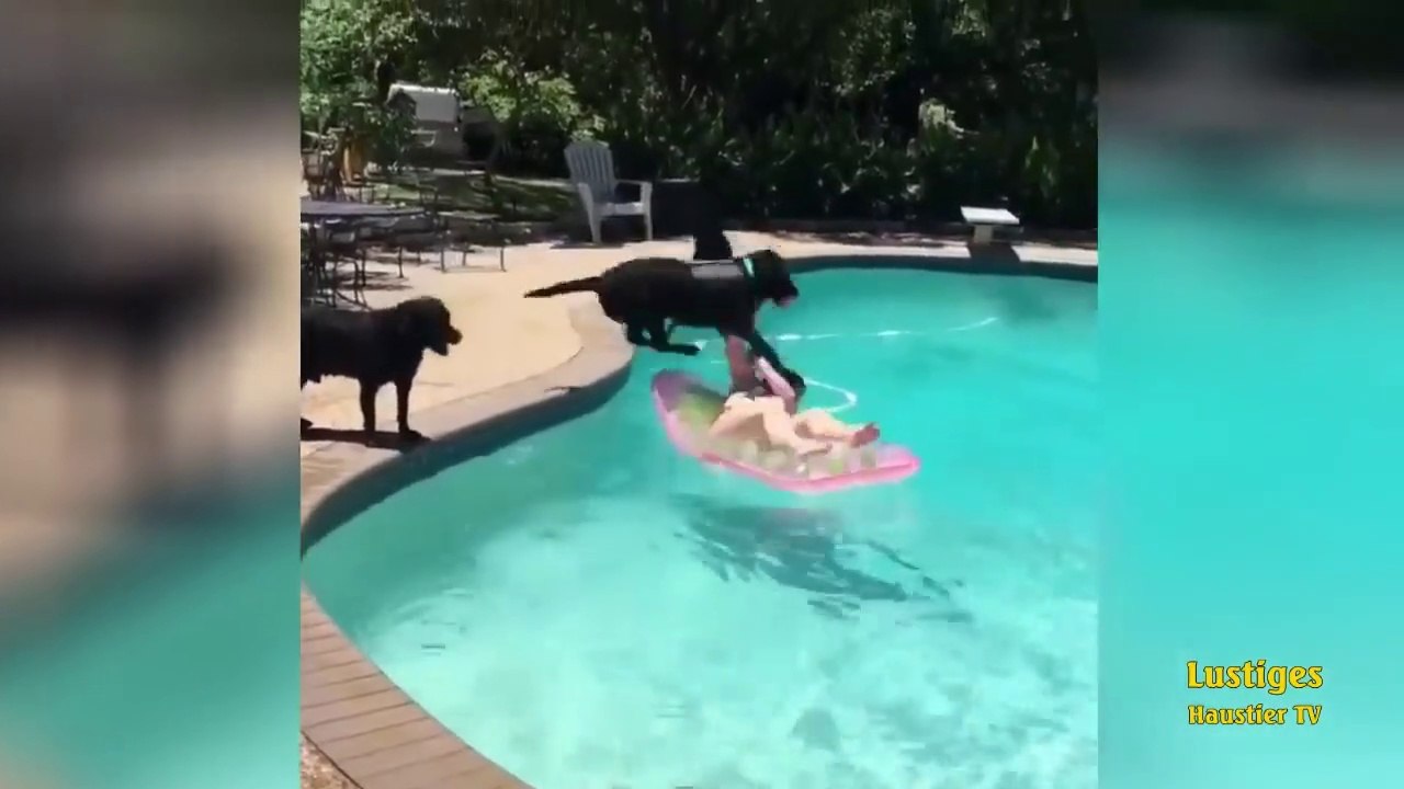 OMG_So_Cute_♡_Best_Funny_Cats_and_Dogs_Compilation