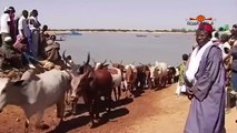 الاستحمام ببول البقر \ غرائب قبائل الجنوب في أفريقيا