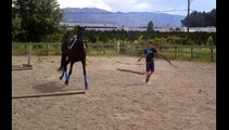 Bella lunging over ground rails