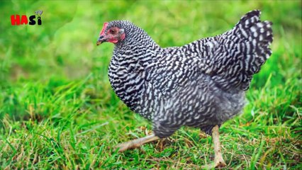 How Broiler Chickens are Produced and Effects Your Body - Urdu _ Hindi
