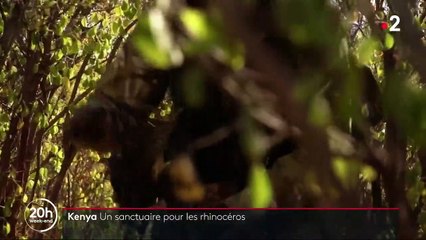 Kenya : comment les rhinocéros noirs sont protégés du braconnage
