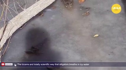 Oklahoma alligators frozen in water with snouts sticking out