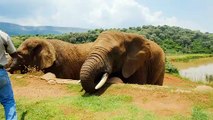 African elephants have large ears