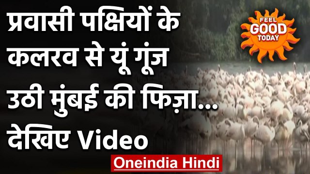 Maharashtra : Iran से Navi Mumbai पहुंचा प्रवासी Flamingo Birds का झुंड | वनइंडिया हिंदी