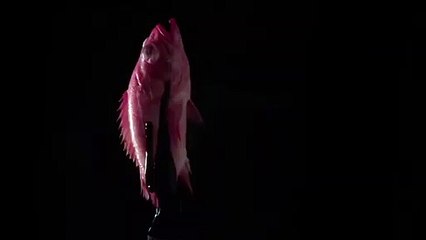 Lady Gaga _ Drippy Face Film