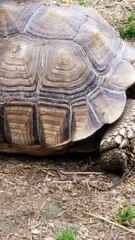 2 Turtles Doing It Like On The Discovery Channel