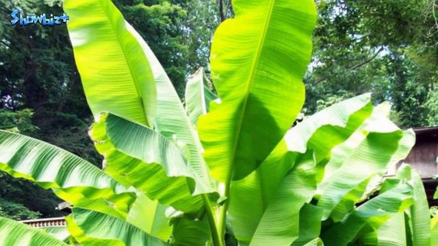 4 đại gia Việt tuổi Sửu có khối tài sản nghìn tỷ