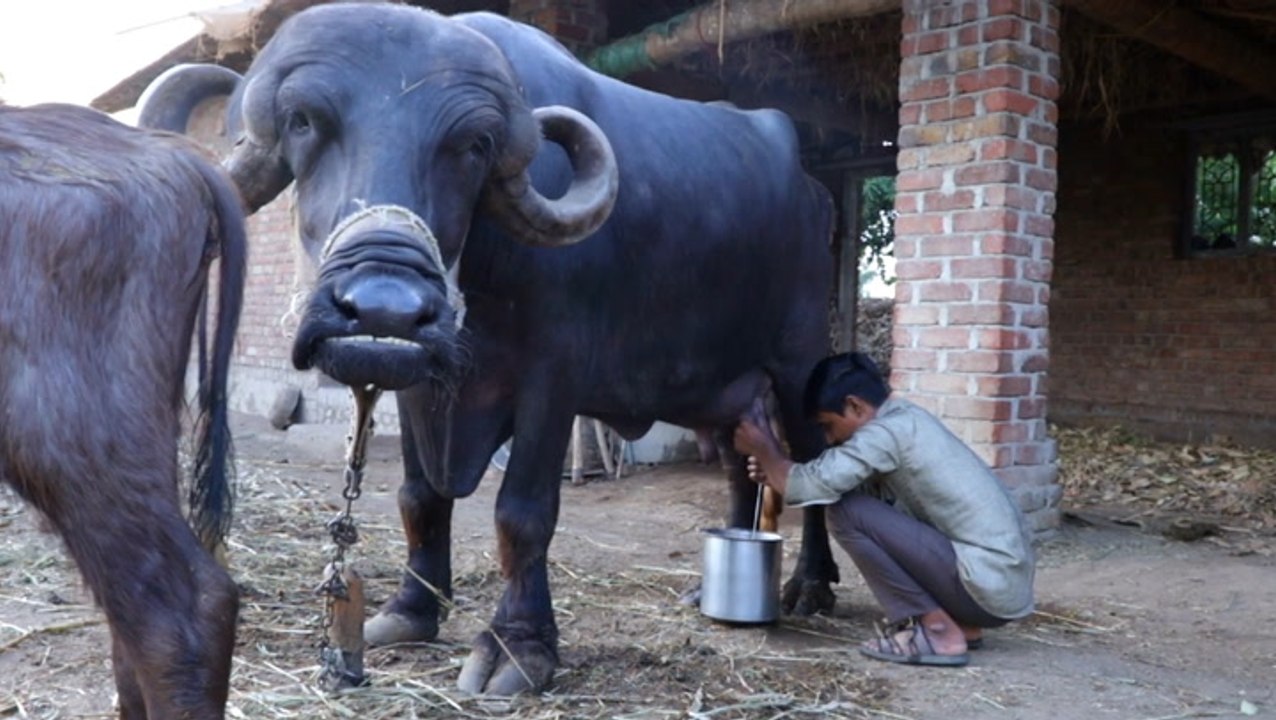 How milk is produced by different animals around the world