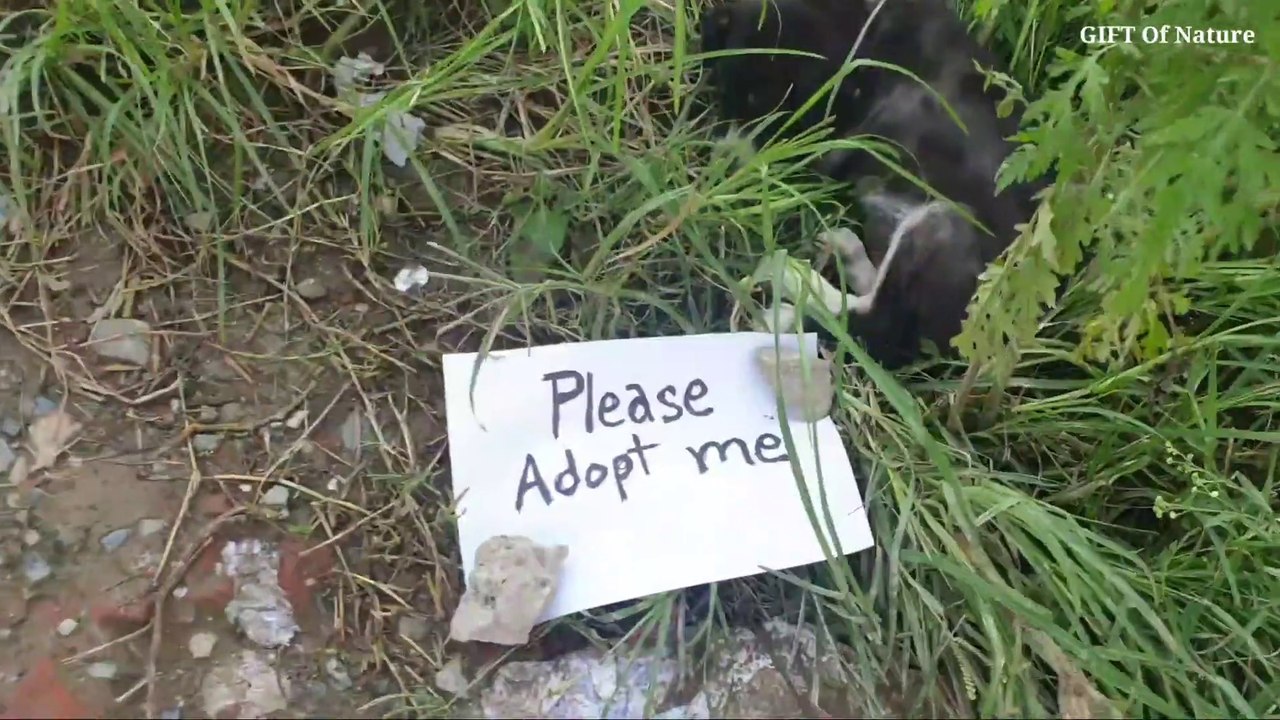 The sick baby dog ​​got a good shelter __ Rescue poor baby puppy from street and_Full-HD