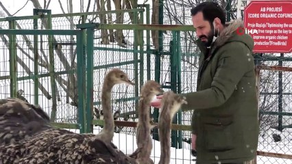 Yavru deve kuşları kar yeme yarışı yaptı