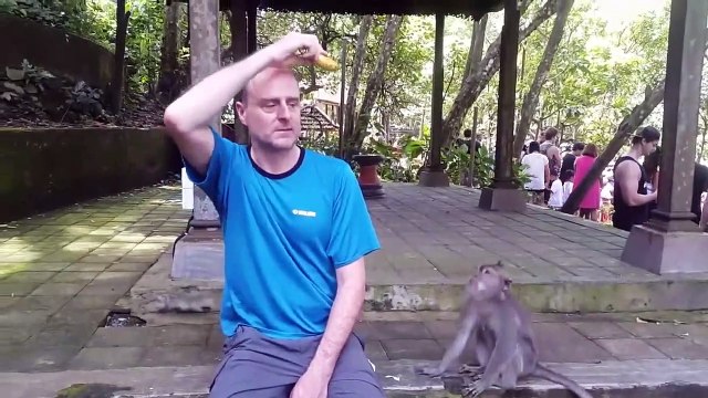 Il nourrit un singe sauvage et va le regretter