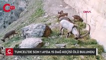 Tunceli'de, koruma altındaki dağ keçilerinin ölümünde 'koyun sürüsü' iddiası