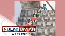 Shih tzu, pinaka-paboritong dog breed ng mga Pinoy ayon sa pag-aaral