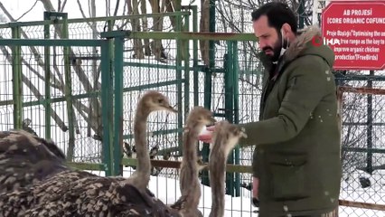 İlk Kez Karla Tanışan Üniversiteli Deve Kuşları Kar Yedi