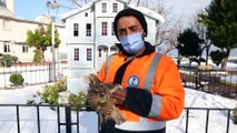 KASTAMONU - Donmak üzereyken bulunan baykuş tedavi altına alındı