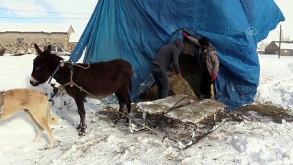 AĞRI - Hayvanları için dondurucu soğukta karlı dağlardan ot taşıyorlar
