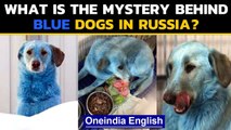 Russia: Mysterious blue dogs spotted in Russia, animal groups raise concerns| Oneindia News