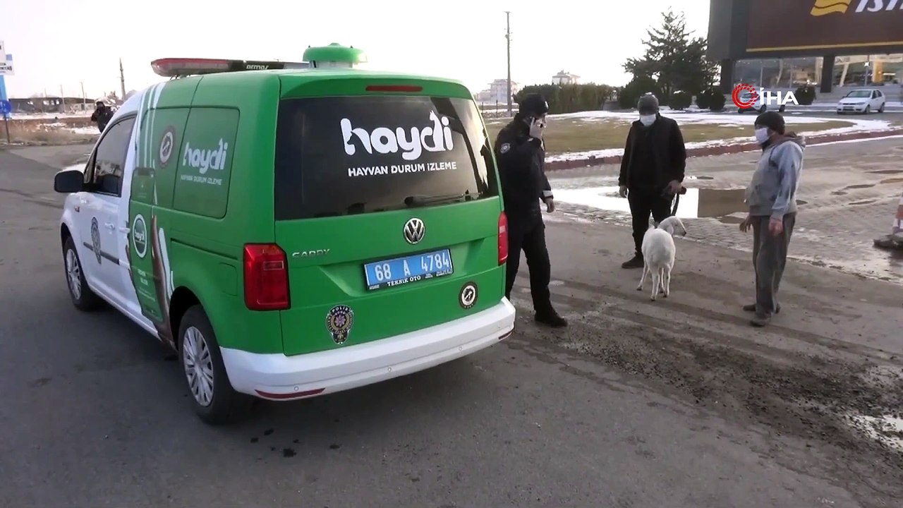 Sürüden Kopan Sevimli Kuzu Kendini Karayolunda Buldu