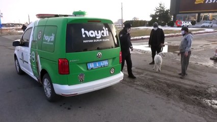 Sürüden Kopan Sevimli Kuzu Kendini Karayolunda Buldu