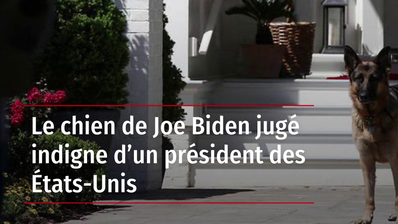 Le chien de Joe Biden jugé indigne d’un président des États-Unis
