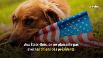 Le chien de Joe Biden jugé indigne d’un président des États-Unis