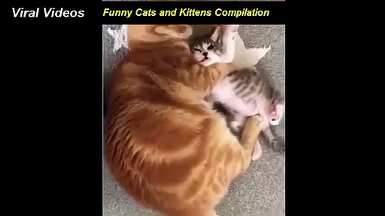 Funny cats and kittens compilation, kittens and puppies