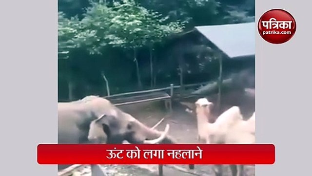हाथी ने सूंड में पानी भरकर ऊंट को नहलाया, वायरल हो रहा मजेदार वीडियो