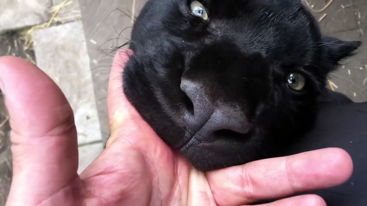 Un panthère noire un peu trop gourmande... miam une main