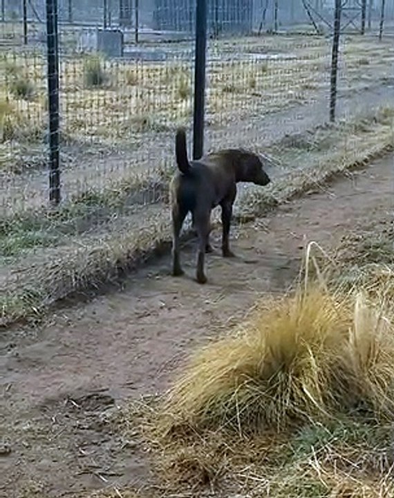 Un lion et un chien meilleurs amis... adorable