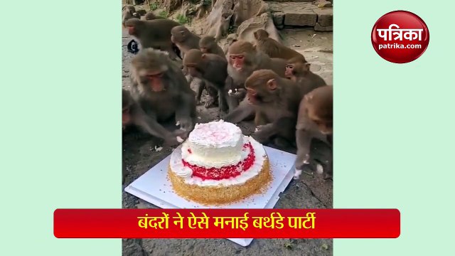 Video: ये बंदर हैं, इनके पास केक है और ये ‘ 'पावरी’ कर रहे हैं