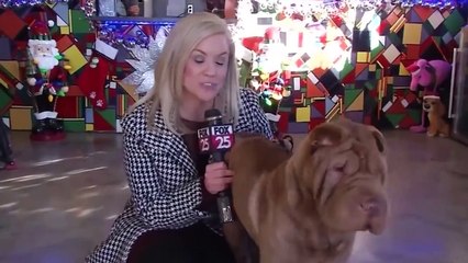 13 Cosas Más Extrañas Que Se Encontraron Dentro de los Animales