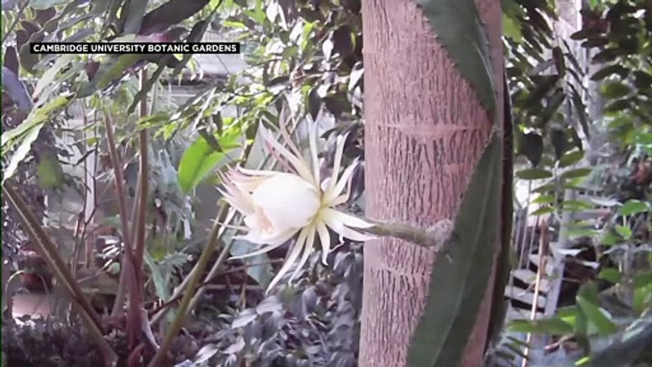 Seltene Mondblume in Cambridge aufgeblüht