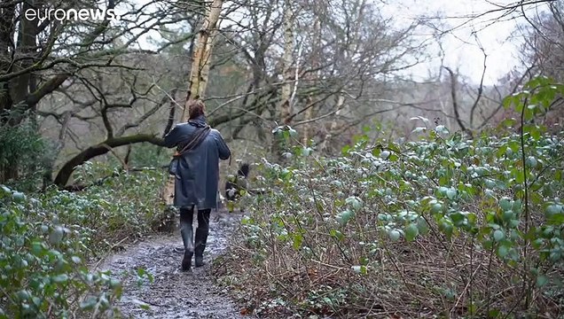 Собачья жизнь во время локдауна