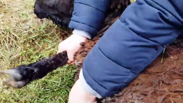 На хутор приехали ветеринары и укололи всех от бешенства. Овцы получили прививки от глистов и селен.