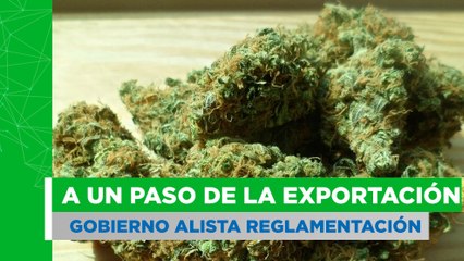 Gobierno alista decreto para reglamentar exportación de flor seca de cannabis