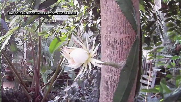 В оранжерее Кембриджа расцвела Царица ночи