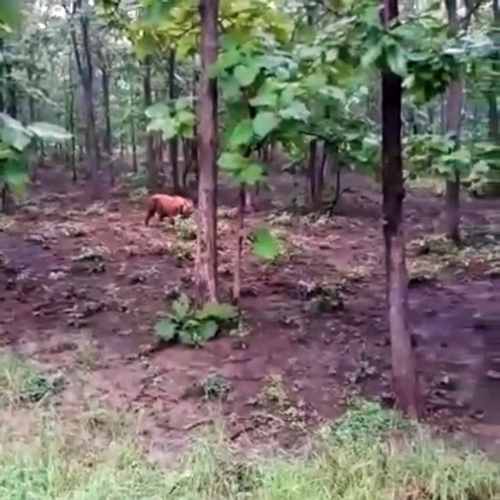 Tiger Roaring
