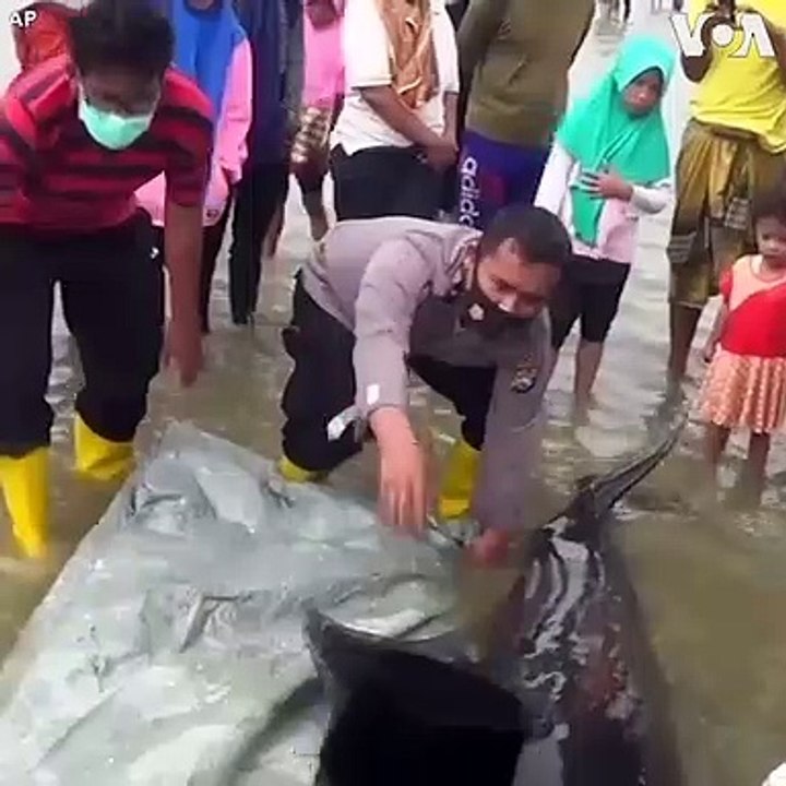 วาฬนำร่อง 45 ตัวเกยตื้นในอินโดนีเซีย