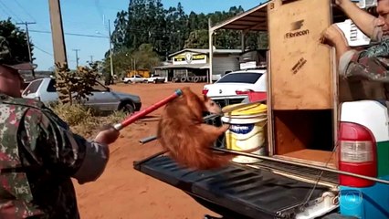Habitantes de Mato Grosso do Sul han recibido cada vez más visitas de animales silvestres