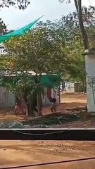 Video: मंदिर के हाथी को पेड़ से बांधकर बेदर्दी से पीट रहे थे दो लोग, जानिए फिर उनके साथ क्या हुआ