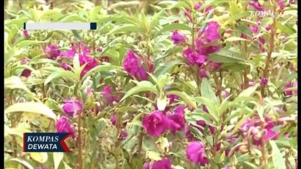 Masa Pandemi, Petani Bunga Merugi Tidak Ada Pesanan Dari Hotel