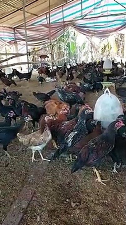My farm with chicken