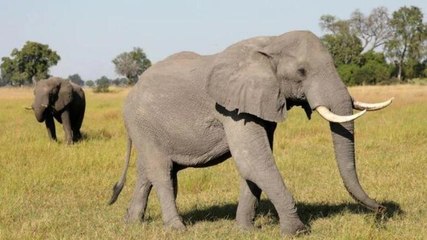 2 men brutally flog elephant after it refuses to respond to commands, video goes viral