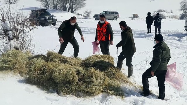 BOLU - Bolu Dağı'ndaki yılkı atlarına yem bırakıldı