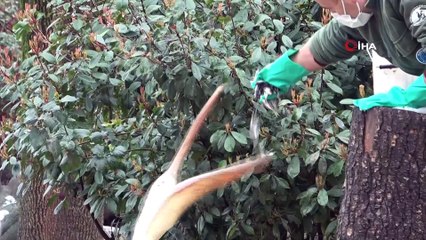 Balığın kokusunu duyan bakıcının peşine takıldı